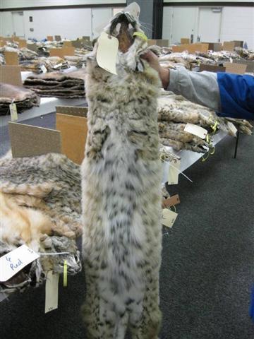 Bobcat pelt hitting $1000 | Arizona Hunting Forums