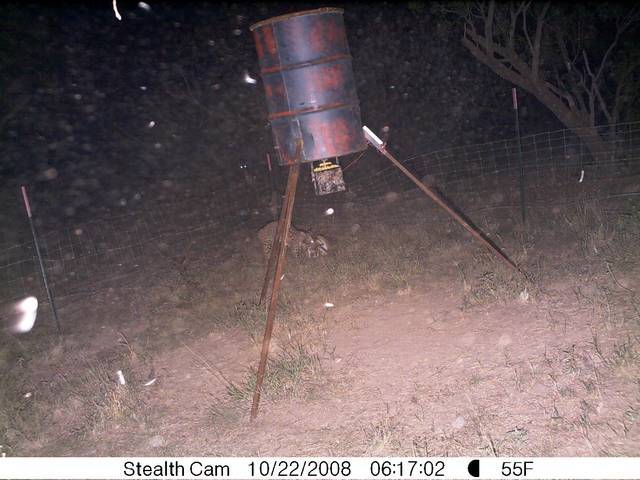 Bobcat Vs Deer