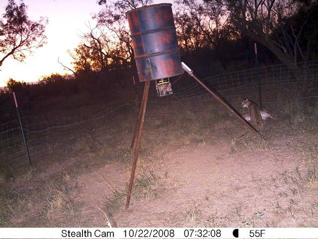 Bobcat Vs Deer