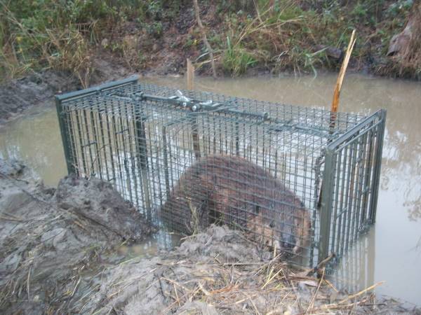 Cage Trapping Beaver Trapperman Forums 