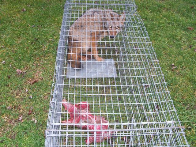 Cage Trapping Red Fox - Trapperman Forums