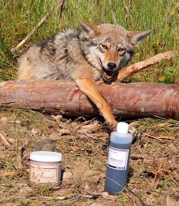 what is good bait for coyotes? | Kids Forum | Trapperman.com Forums