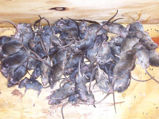 Colony traps for mice - Trapperman Forums