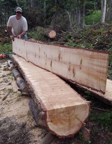 Alaskan Sawmilling / backyard cabin build - Trapperman Forums