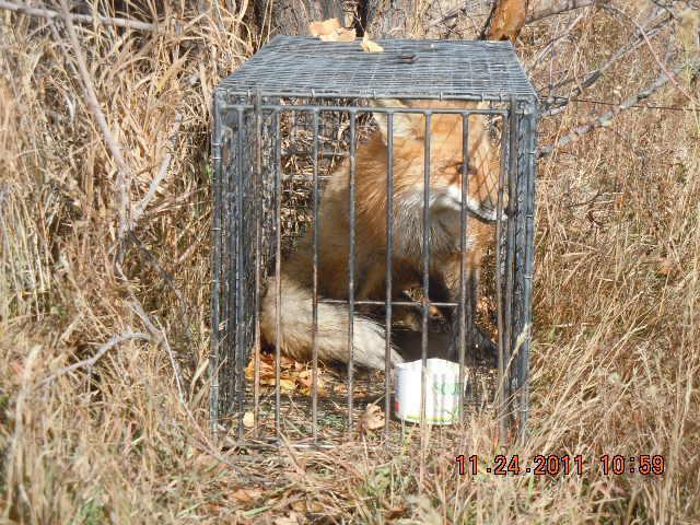 Cage Trapping Red Fox - Trapperman Forums