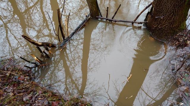 Making lure out on beaver castor - Trapperman Forums