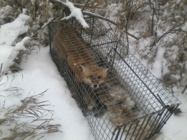 Cage Trapping Red Fox - Trapperman Forums