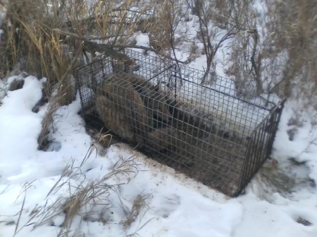 Cage Trapping Red Fox - Trapperman Forums