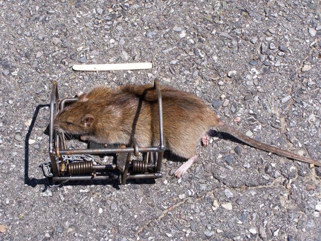 electric rat trap - Texas Hunting Forum