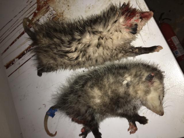 Possum Trap: Essential Do's and Don'ts for Success – Possum Piper