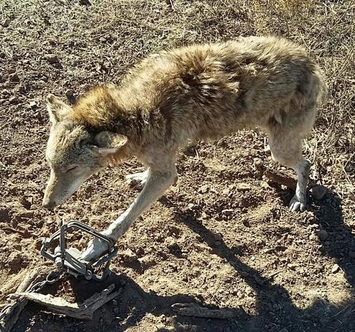 Interesting wolf coyote mount - Trapperman Forums