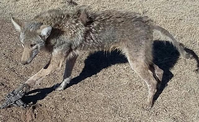Interesting wolf coyote mount - Trapperman Forums