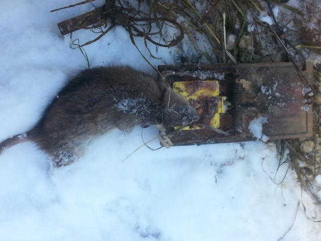 Mouse snaring - Trapperman Forums