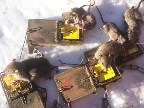 Mouse snaring - Trapperman Forums