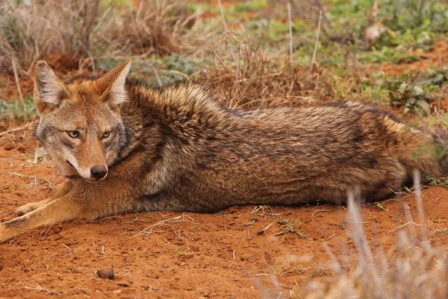 Dirt Hole Set - Trapping Fox And Coyotes