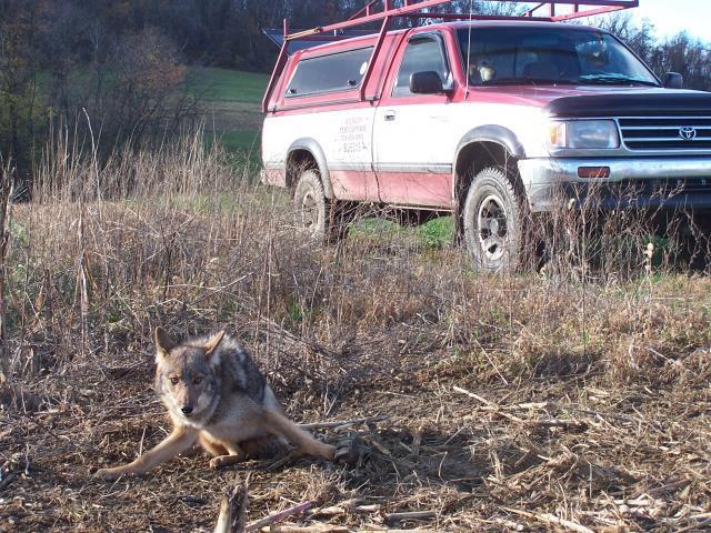 Trapper Sets traps in a field and then stops checking them – Fox