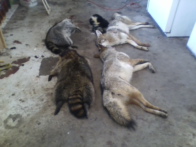The Largest Raccoons Where Are They From Trapperman Forums