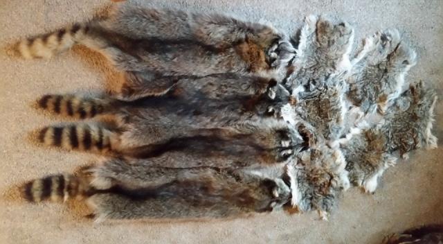 Authentic Large Genuine Rabbit Fur Skin Pelt Real Tanned Taxidermy Hid