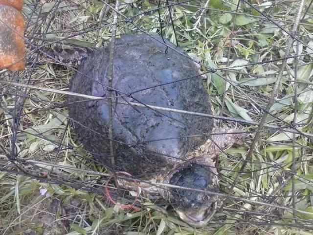 Trapping Snapping Turtles - Trapperman Forums
