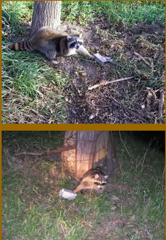 Coon Collector Dog Proof Trap