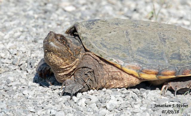 Common Snapping Turtle - Trapperman Forums