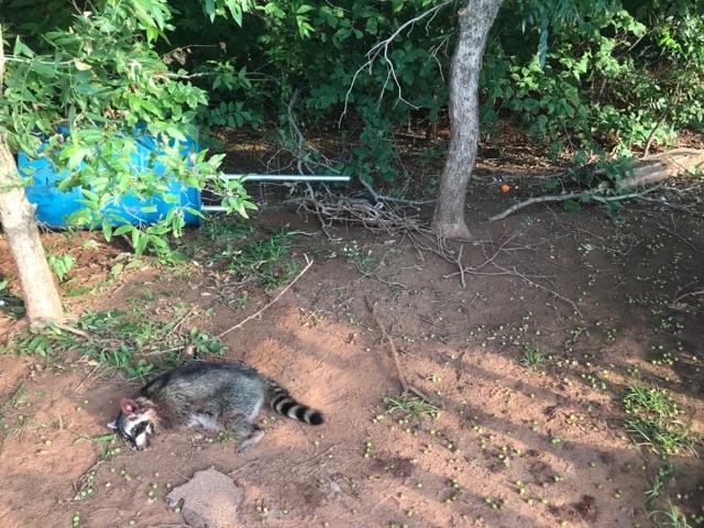 Dog Proof Raccoon Set - Trapping Dry Land