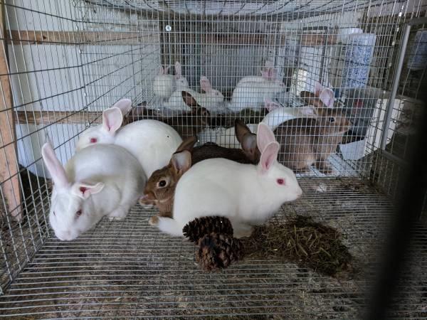 feeder rabbits for sale