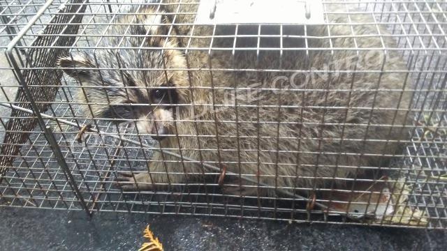 Cage Trapping Red Fox - Trapperman Forums