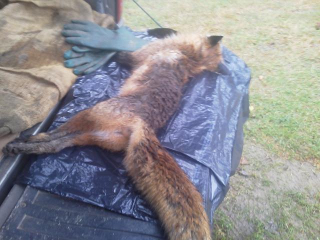 Cage Trapping Red Fox - Trapperman Forums