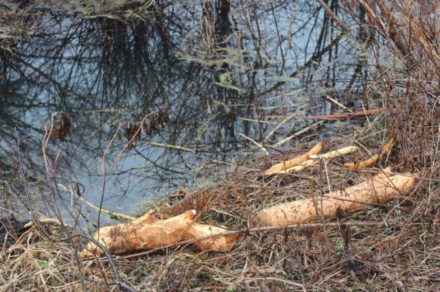 Beaver - castor mound set pic - Trapperman Forums