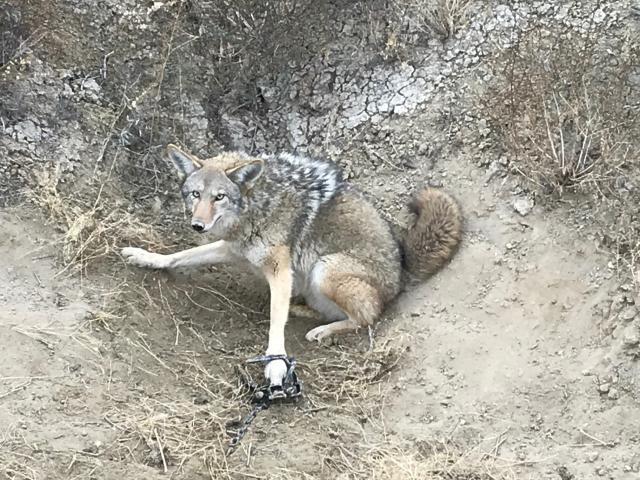 #3 Coyote Snare (Dozen)