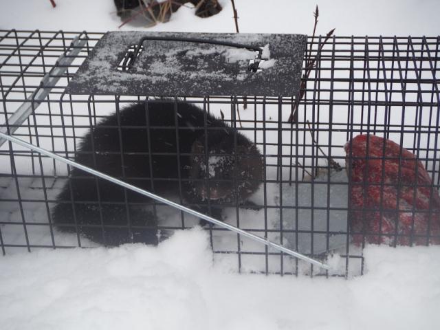 Catching Mink in Live Cage Traps??? - Trapperman Forums