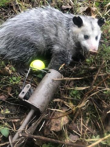 Possum Trapping - How to Trap an Opossum