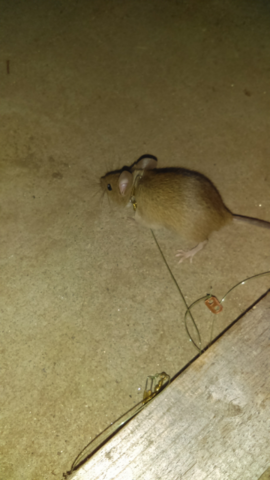 Mouse snaring - Trapperman Forums