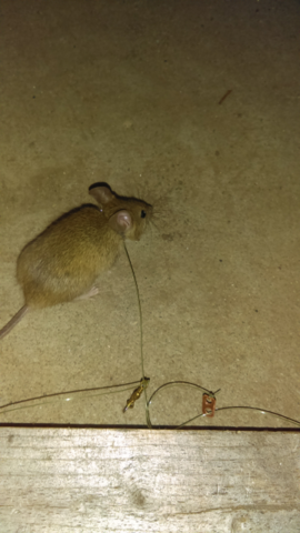 Mouse snaring - Trapperman Forums