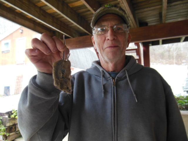 Mouse snaring - Trapperman Forums