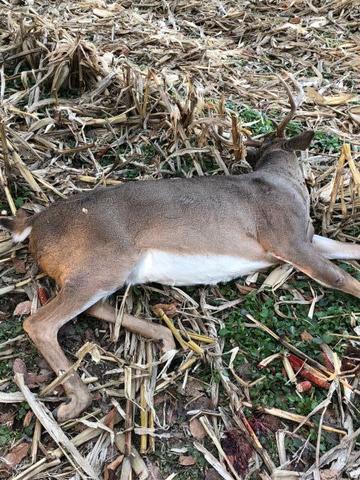 Score this deer (updated score) - Trapperman Forums