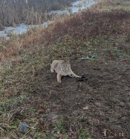 Bobcats are the new Opossum - Trapperman Forums