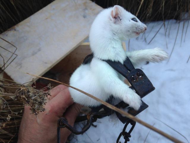 Weasel trapping lure/bait - Trapperman Forums