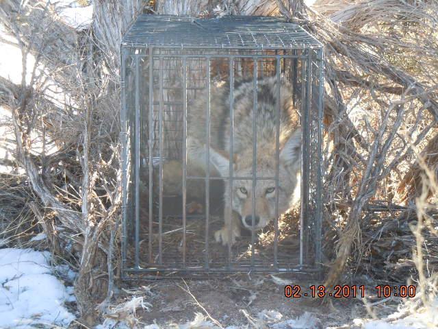 coyote trap, coyote traps, coyote cage, coyote cages, coyote