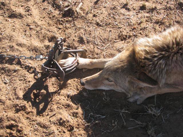 Coyote and Fox Bait - Victor Lure