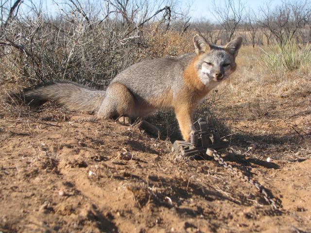 Coyote/fox gland - Trapperman Forums