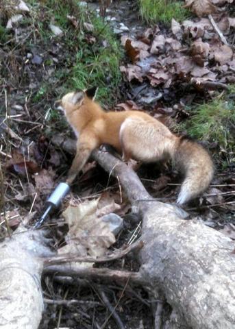 Cage Trapping Red Fox - Trapperman Forums