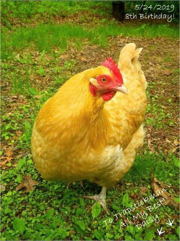 Smartest and dumbest chicken breeds? : r/BackYardChickens