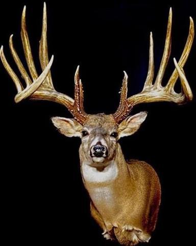 Score this deer (updated score) - Trapperman Forums