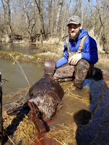 New to Beaver Trapping - Trapperman Forums