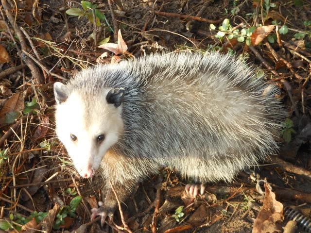 Possum - Trapperman Forums