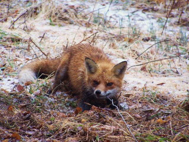 Red fox gland lure - Trapperman Forums