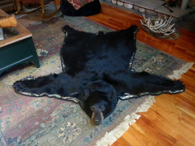 Bear Rug Trapperman Forums, How Much Is A Black Bear Skin Rug Worth
