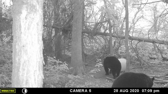 That One Secret?? Black bear in farm country. - Trapperman Forums